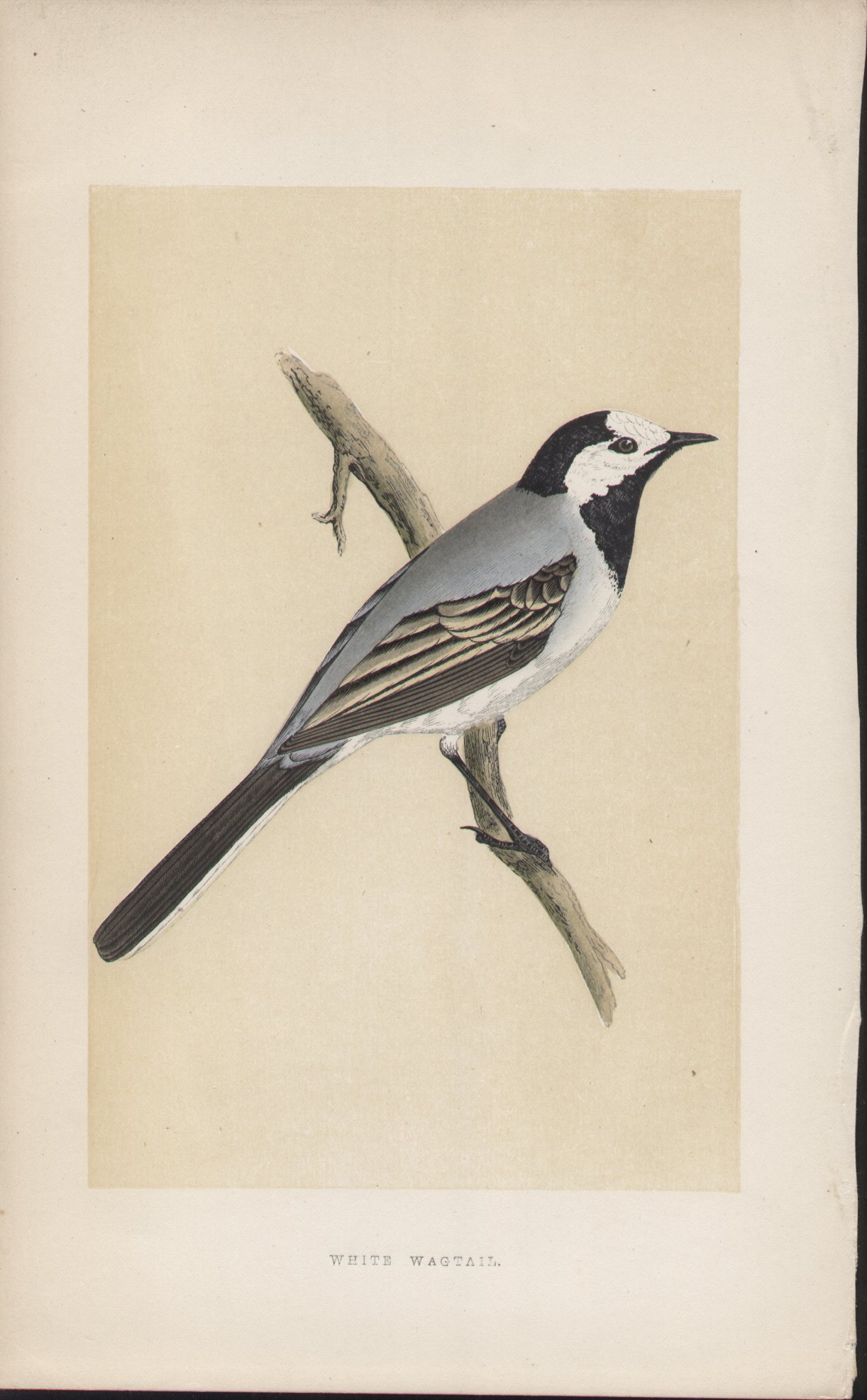 Wood - White Wagtail - Fawcett